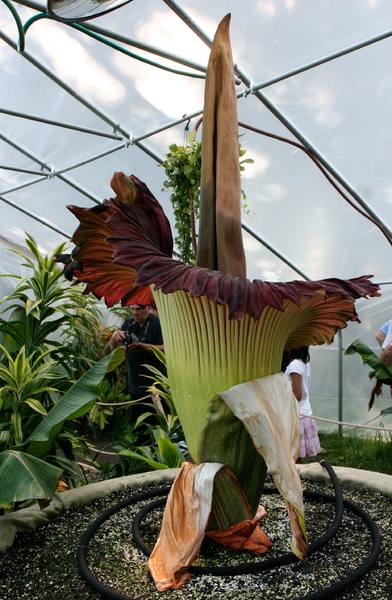 Tập tin:Amorphophallus titanum morticia june 20 2012 galawebdesign.png