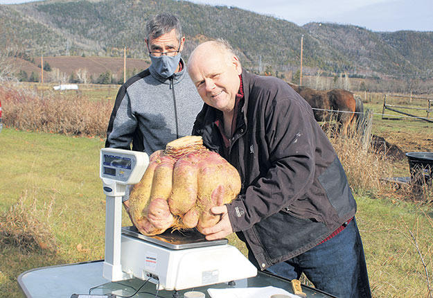 Un navet de 29 kg fracasse le record mondial - La Terre de chez nous