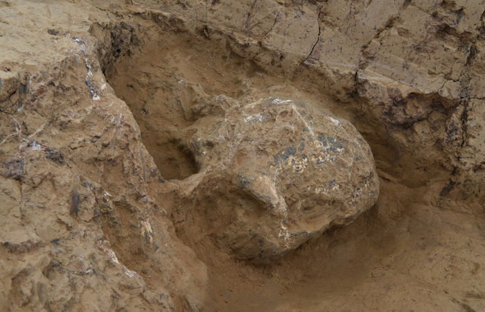 Intriguing 1-Million-Year-Old Skull Offers Key Clues To Human Evolution