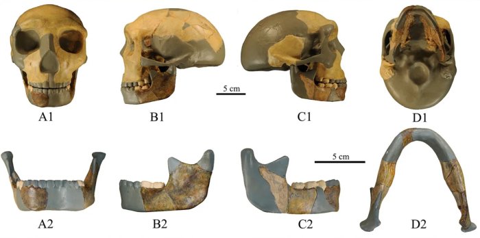 Unusual 300,000-Year-Old Jawbone May Belong To An Unknown Vanished Human Lineage