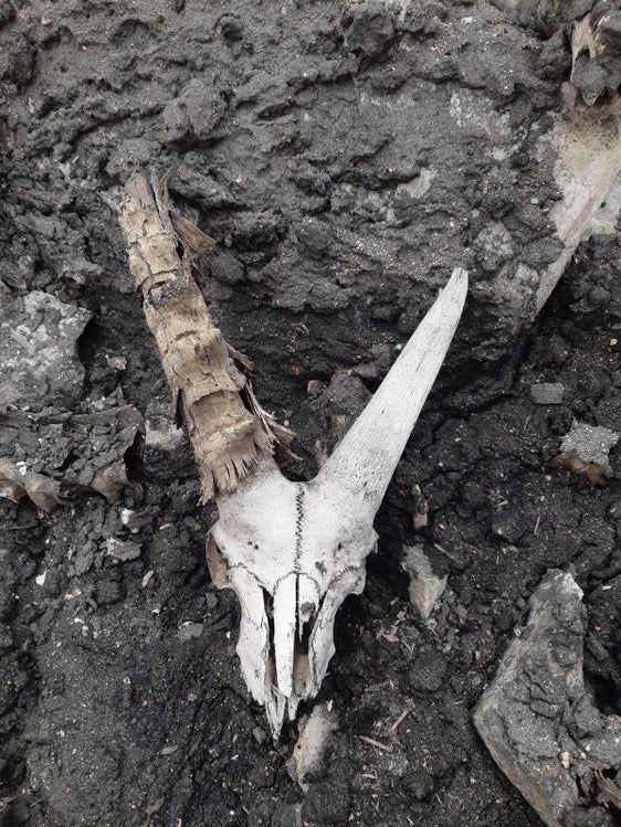 7,000-Year-Old Ibex Remains Found Under The Ice In Italy Are 1,700 Years Older Than Ötzi!