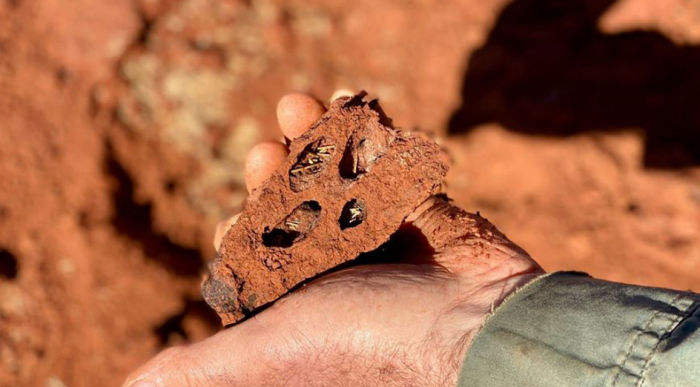 Aboriginal Art And Knowledge Unlocks Mystery Of Fairy Circles