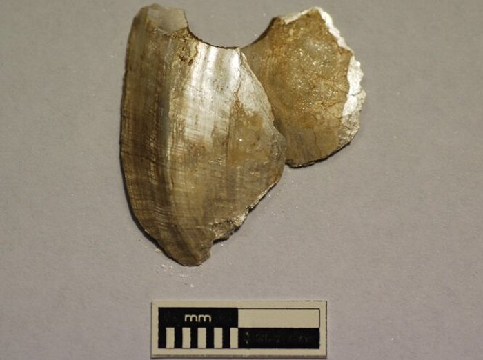 Perforated shell artefact from Murrawong (Glen Lossie) on the Lower Murray River in South Austrtalia. Credit: Flinders University