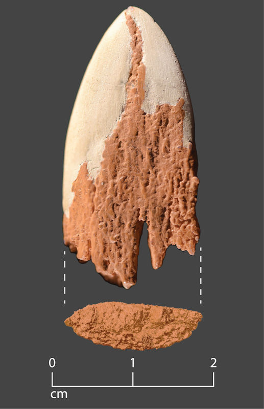 Evidence Oldest Bone Spear Point In the Americas Is 13,900 Years Old