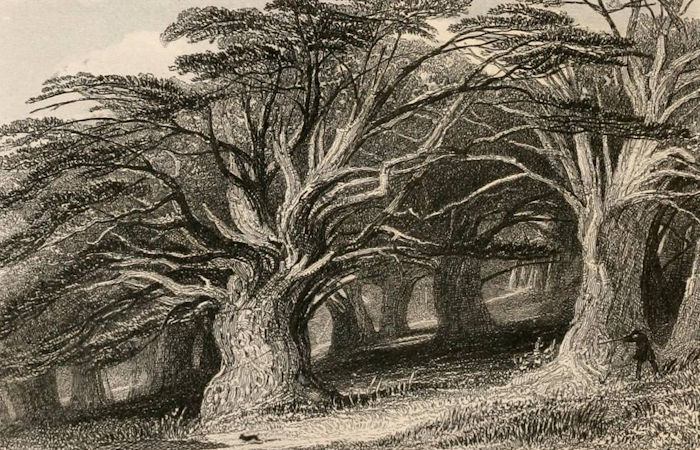 Yew: Mysterious Ominous And Sacred Tree Revered By Our Ancestors Since The Dawn Of Civilization