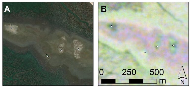 Never-Before-Seen Archaic Shell Rings Left By Indigenous People Revealed By Remote Sensing And Machine Learning