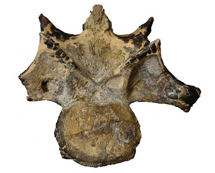 The abelisaurid neck vertebra from the Bahariya Oasis, Egypt that consтιтutes the first record of this dinosaur group from that classic fossil locality. The bone is shown in anterior view. Credit: Ohio University