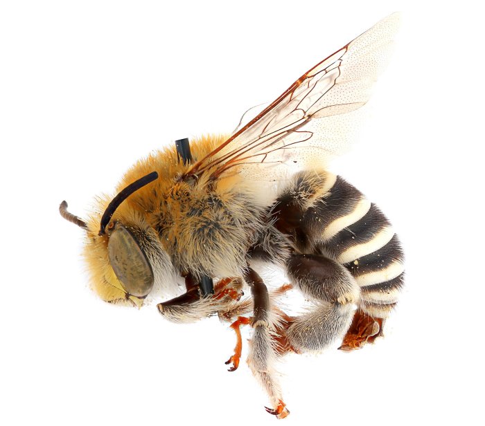 Bees Originated From An Ancient Supercontinent Millions Of Years Earlier Than Previously Thought