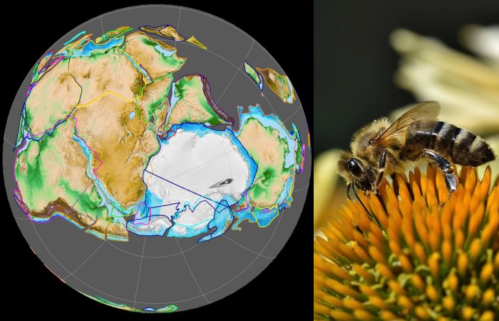 Bees Originated From An Ancient Supercontinent Millions Of Years Earlier Than Previously Thought