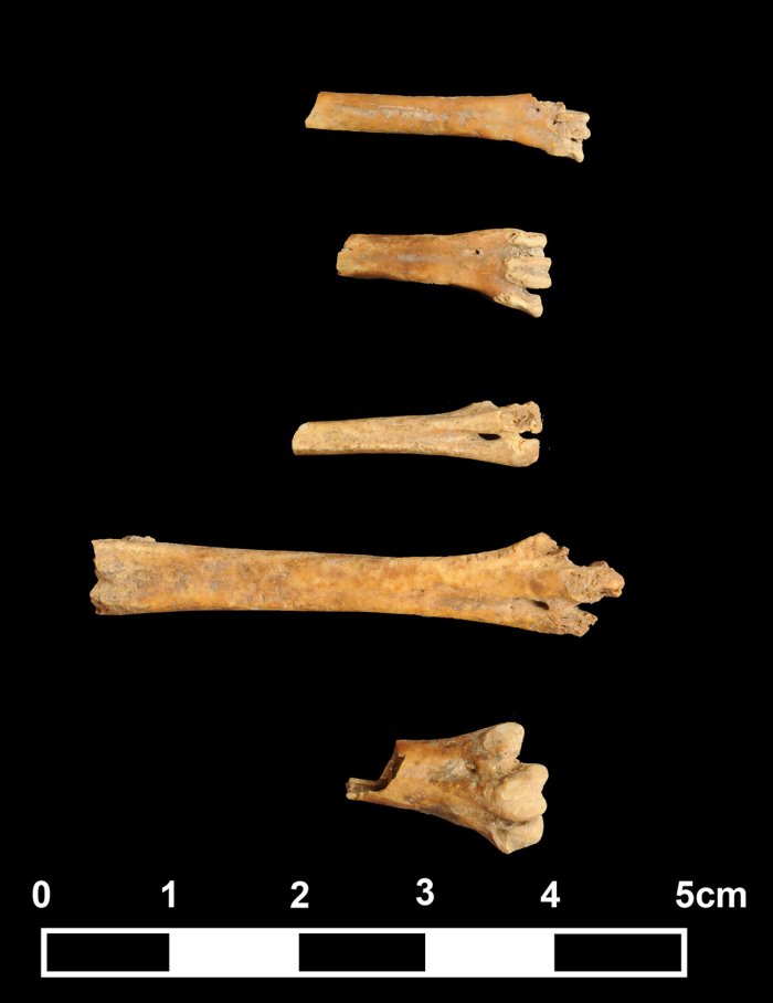 Evidence Of Neolithic Bird Hunting In Upper Mesopotamia