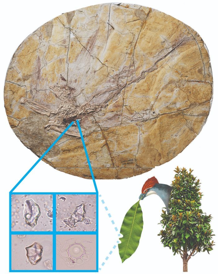 The 120-million-year-old fossil skeleton with feathers of the juvenile early bird Jeholornis from China, showing some microscopic fossil phytolith remains of its last meal of leaves from magnoliid trees that were extracted from the remains of the bird's stomach, in comparison with phytoliths from living magnoliid trees. Credit: IVPP