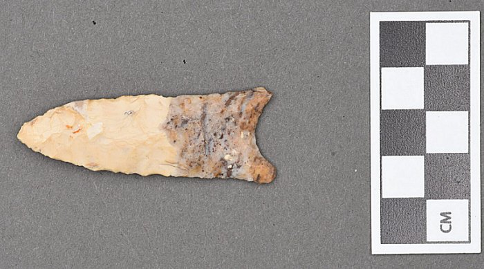 Image courtesy: University of Michigan Museum of Anthropological Archaeology Folsom points, which date to between 11,000 and 10,000 years ago, were believed to be used in the prehistoric hunting of bison. This is object 37737