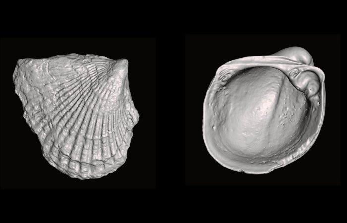 What Can 460-Million-Year-Old Bivalves Tell Us About Evolution And Extinction?