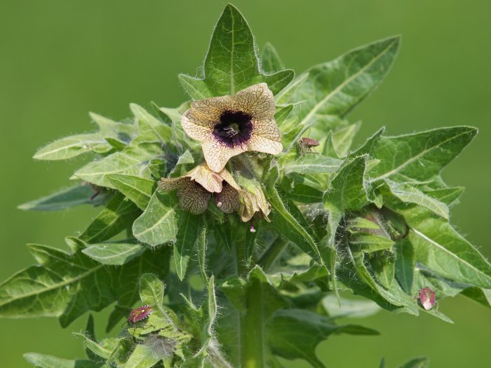 Ancient Romans Used The Poisonous Black Henbane Plant As Hallucinogenic Medicine