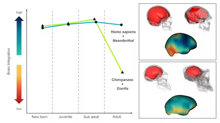 Human And Neanderthal Brains Have A Surprising 'Youthful' Quality In Common - New Study 