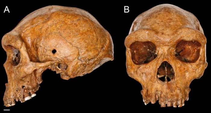 Evolution Puzzle - Broken Hill Skull And Homo Heidelbergensis Cast Doubt Over Modern Human Ancestry