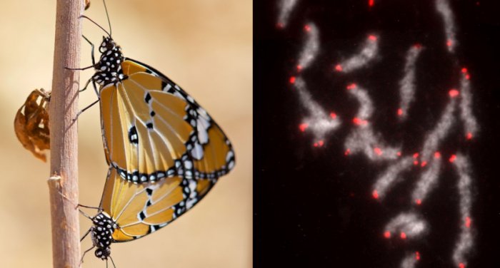 Butterflies And Moths Share Blocks Of DNA Dating Back More Than 200 Million Years