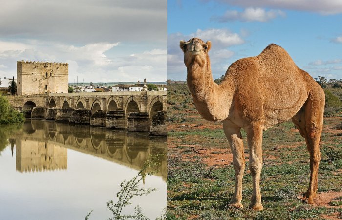 Evidence Of Camelids On The Iberian Peninsula During The Roman And Al-Andalus Eras Found