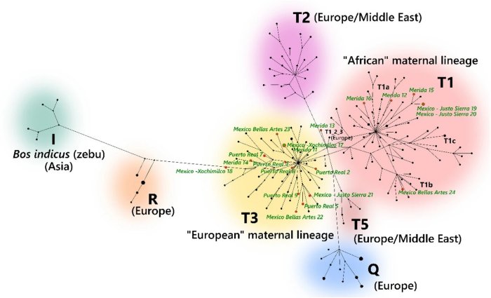 Ancient DNA Reveals American Cattle Originally Came From Africa