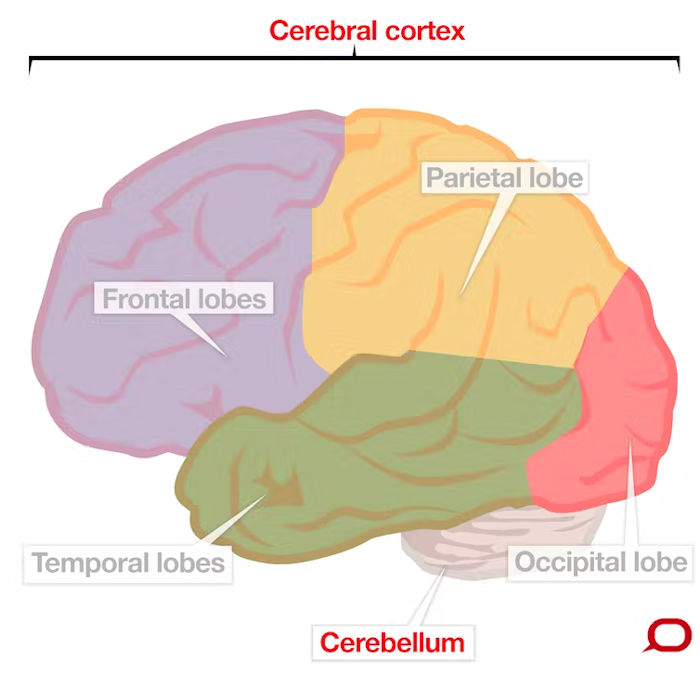 Human And Neanderthal Brains Have A Surprising 'Youthful' Quality In Common - New Study 