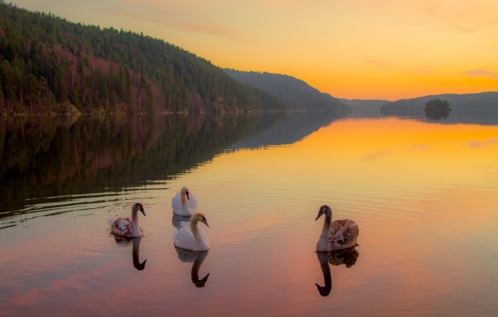 Children Of Lir And Aoife's Curse - Celtic Legend That Inspired The Swan Lake Ballet