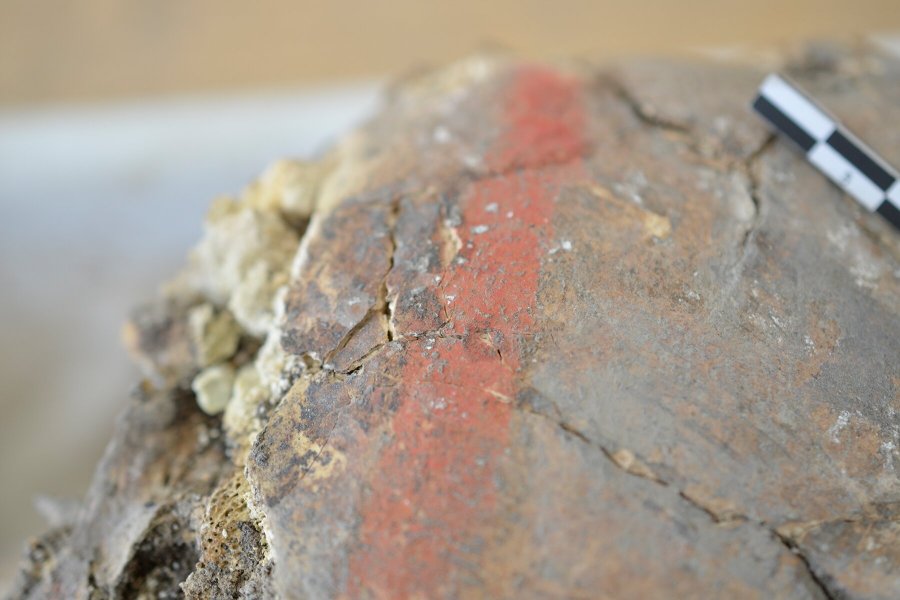 Detail of the cinnabar stripe on the cranium of the male individual. Credit: Marco Milella