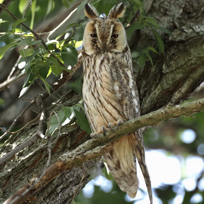 Were Owl-Shaped Plaques Children's Toys In Copper Age?