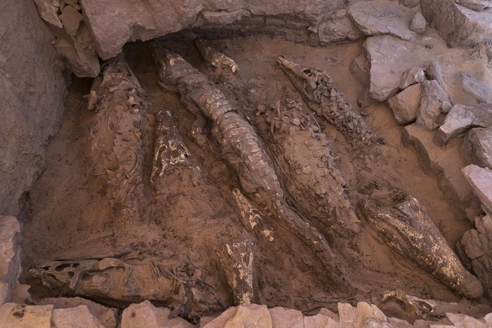 Overview of the crocodiles during excavation. Credit: Patri Mora Riudavets, member of the Qubbat al-Hawā team, CC-BY 4.0 (creativecommons.org/licenses/by/4.0/)