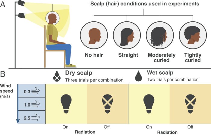 Curly Hair Protected The Brain Of Early Humans And Helped It Grow