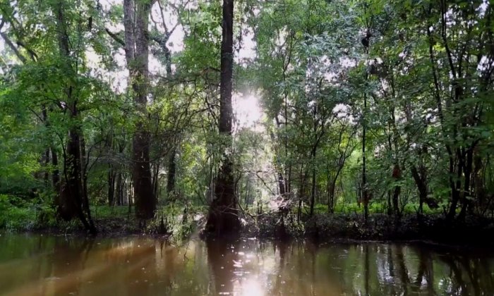 Current day cypress forest. Credit: Kristine DeLong, LSU