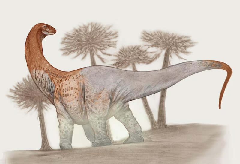 A Giant New Species Of Long-Necked Herbivorous Dinosaur - Discovered By Argentine Paleontologists 