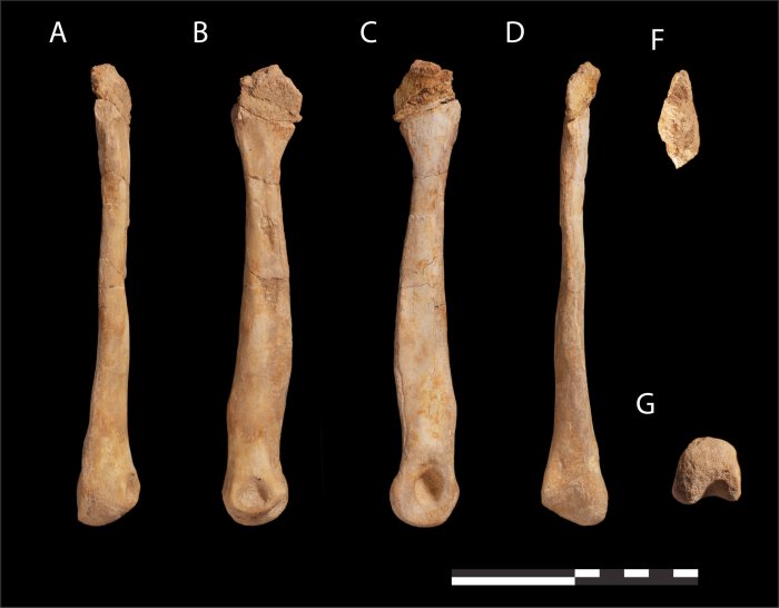 New Fossils Of Primitive Cousins Of T. Rex Shed Light On The End Of The Age Of Dinosaurs In Africa