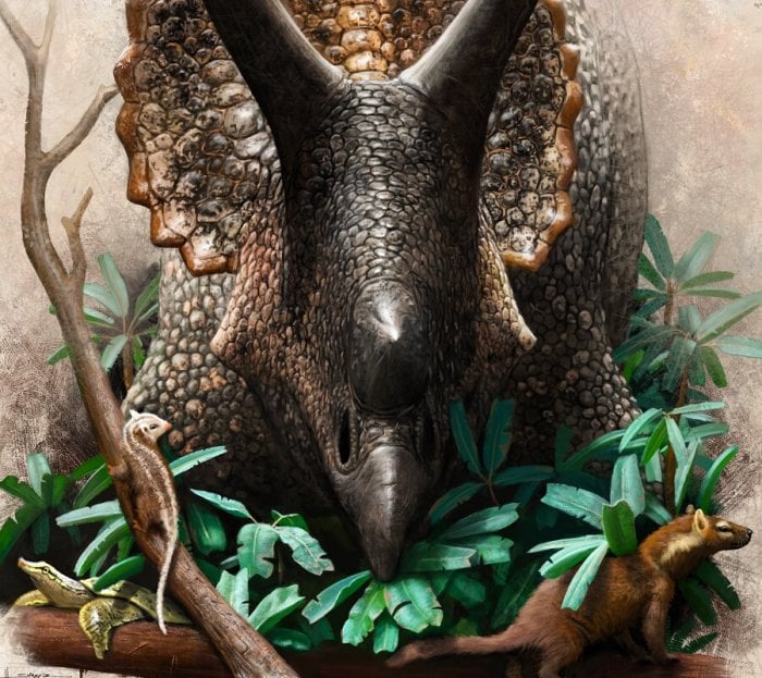 Triceratops prorsus munching on cycads disturbs primitive cousins of placental (left) and marsupial (right) mammals in the underbrush—while a softshell turtle climbs up on a log, unaware that its freshwater ecology will shelter it from the impending doom from space. Credit: Henry Sharpe