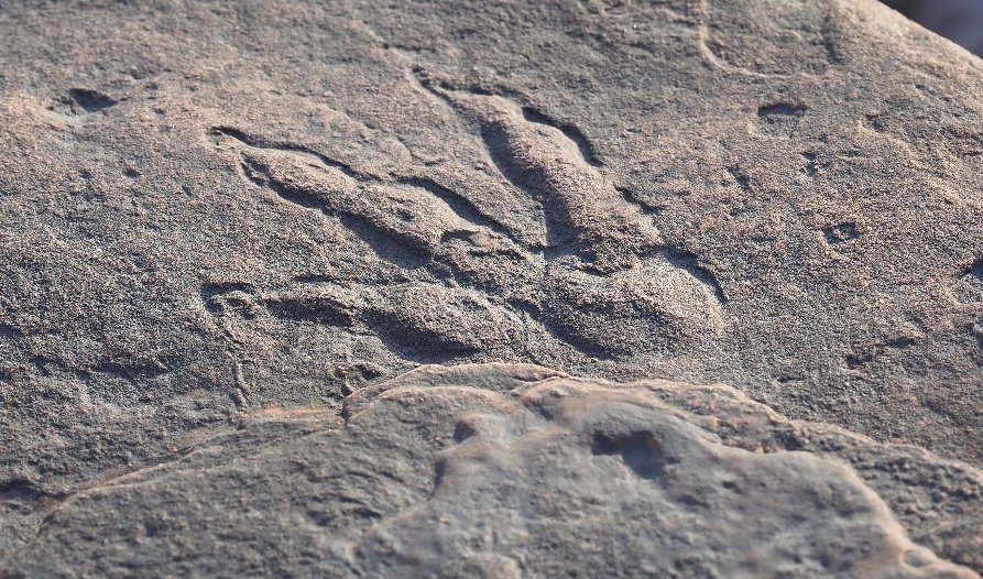 The dinosaur footprint was discovered on a beach near Barry in south Wales, the U.K. (Photo courtesy fo National Museum of Wales via Instagram)