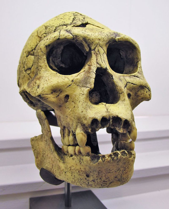 1,5-Million-Year-Old Hominin Fossil Reveals Missing Link In Human Evolution