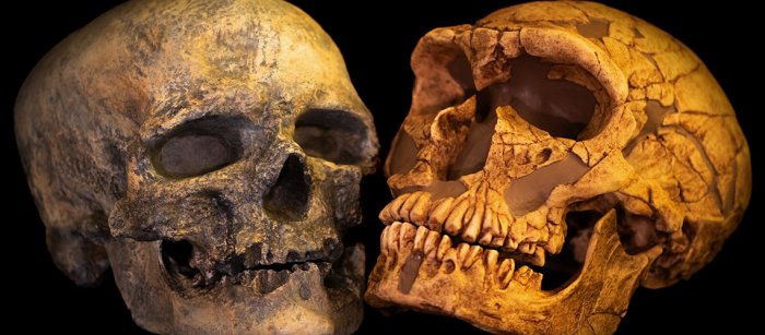 Encounter Between Neanderthals And Homo Sapiens - Genome Study Traces The History 