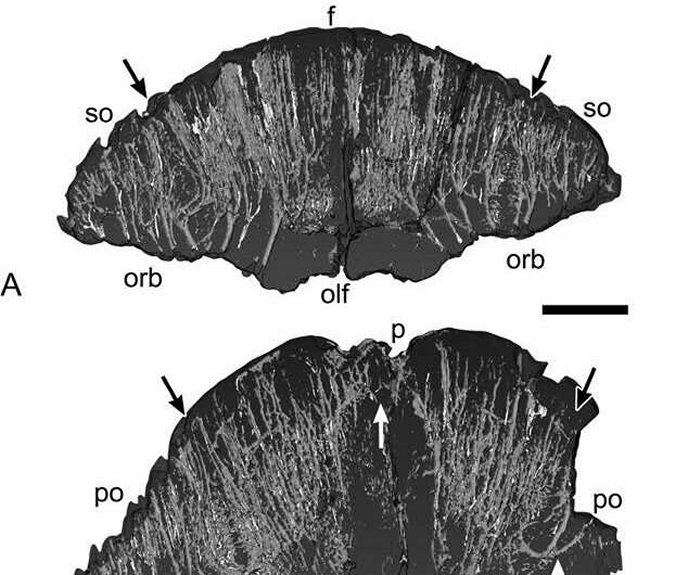 Newly Described Species Of Dome-Headed Dinosaur May Have Sported Bristly Headgear