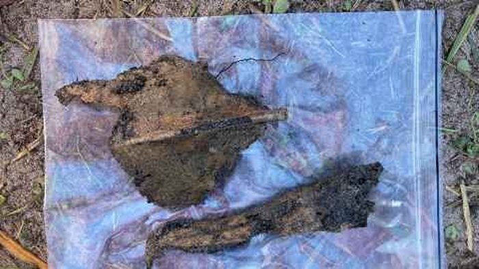 Albatross bones recovered from an umu on Enderby. Credit: University of Auckland