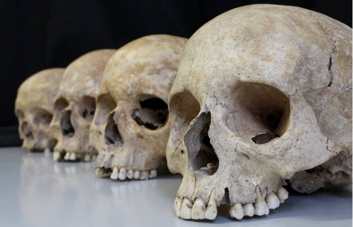 How Do Evolutionary Forces Shape The Human Skeleton?