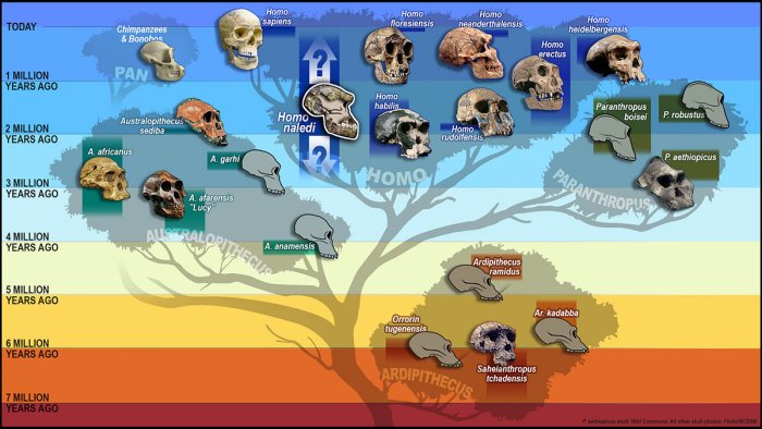 World's Oldest Burial Site Reveals Homo Naledi Buried Their Dead 100,000 Years Before Humans