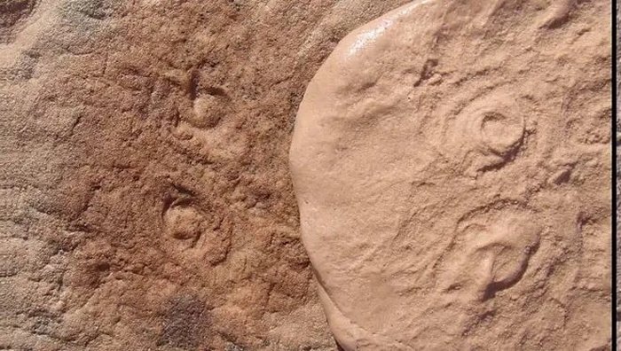 Obamus fossils embedded in sandstone. Credit: Mary Droser/UC Riverside