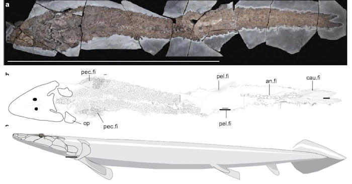 Fossil Evidence Human Hand Evolved From Fish Fins