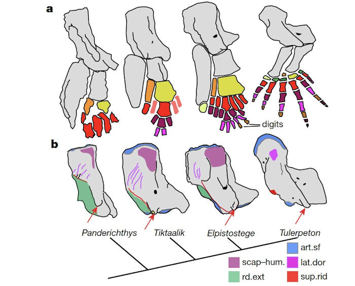 Fossil Evidence Human Hand Evolved From Fish Fins