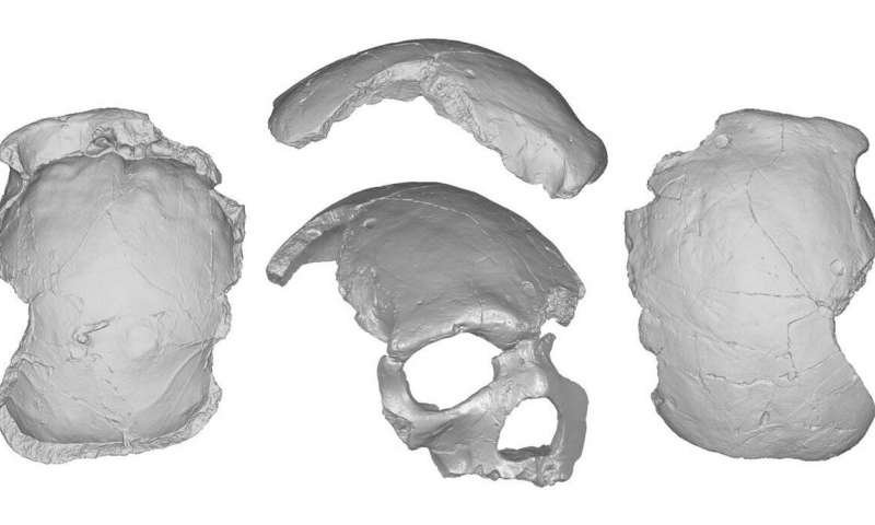 Unusual 260,000-Year-Old Modern-Shaped Florisbad Skull Challenges The Theory Of Evolution