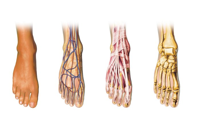 New Light On The Complex Evolution Of Our Feet