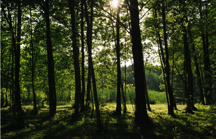 Weapons Left By Barbarian Tribes Discovered In Polish Forest