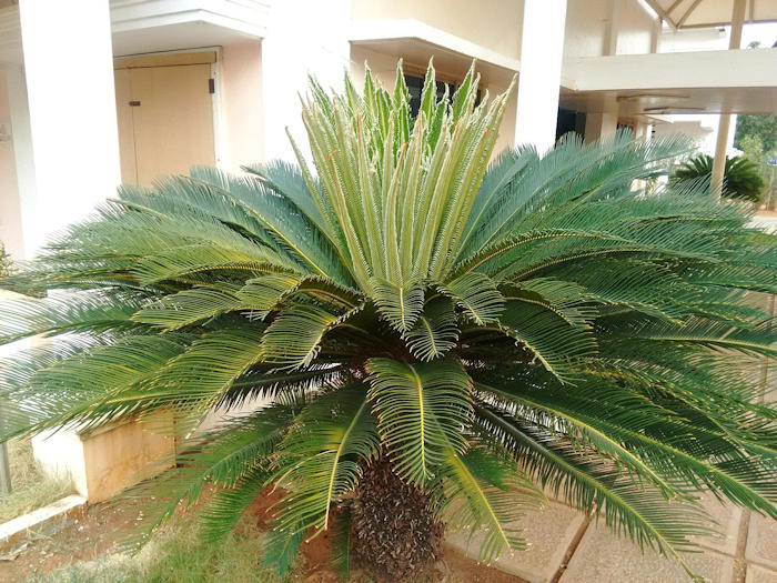 80-Million-Year-Old Fossil In California Has Re-Written Natural History Of Cycad Plants