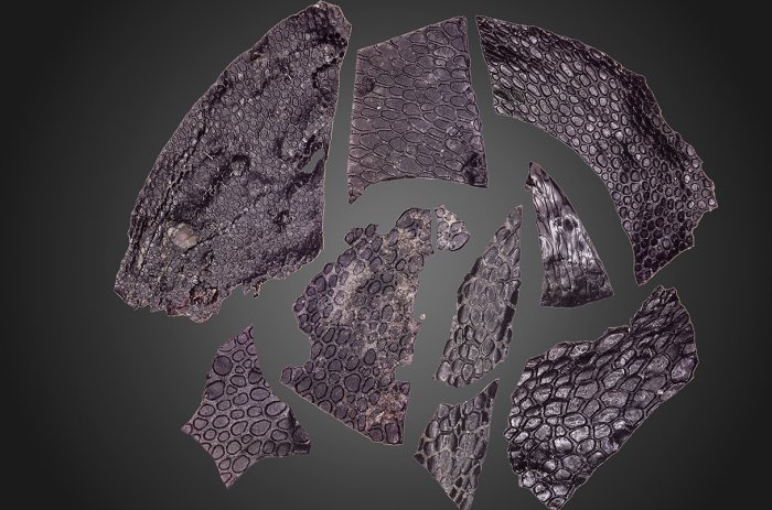 World's Oldest Fossilized Skin Discovered In Oklahoma - It's Nearly 300 Million Years Old