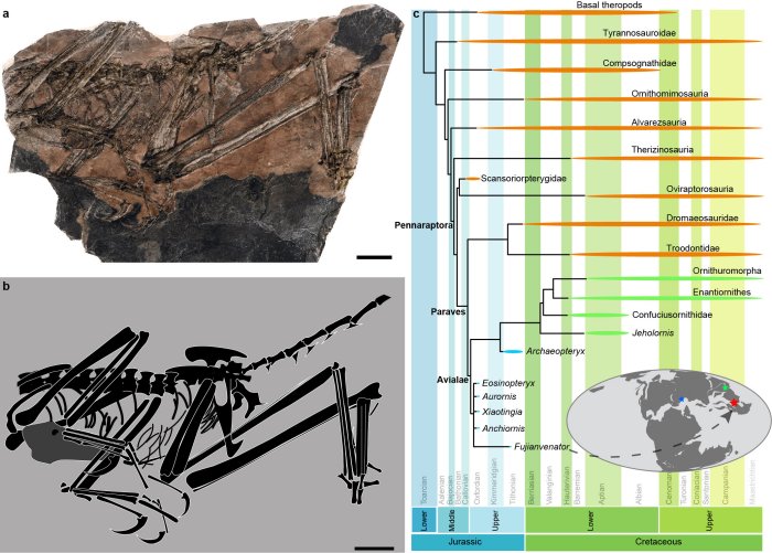 New Fossil Link In Bird Evolution Discovered