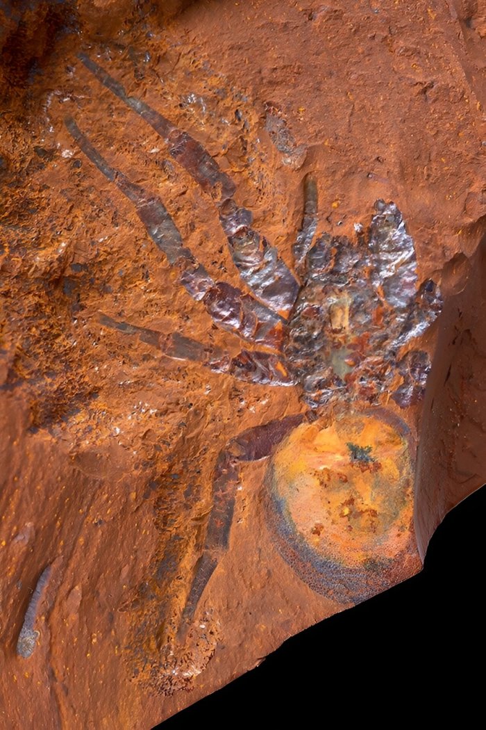 16-Million-Year-Old Spider Fossil Is The Largest Ever Found In Australia